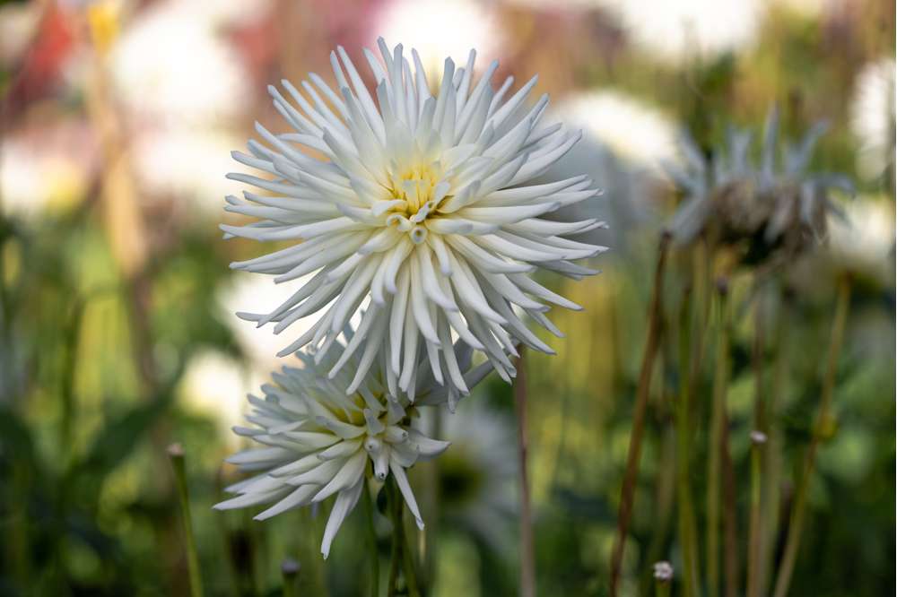 Dahlia 'Playa Blanca'